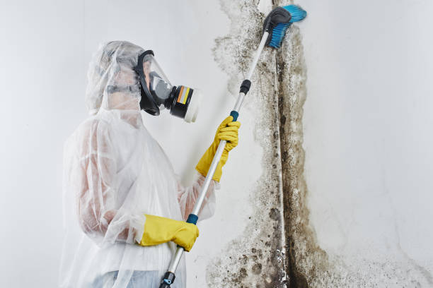 Best Black Mold Removal  in Panorama Village, TX