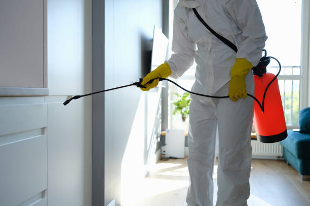 Best Professional Mold Removal  in Panorama Village, TX