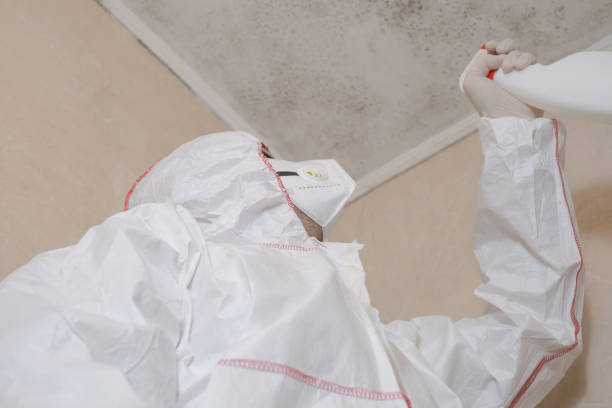 Best Certified Mold Removal  in Panorama Village, TX