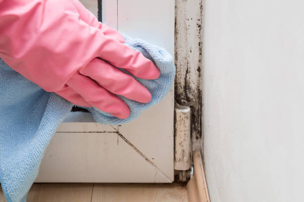 Crawl Space Mold Removal in Panorama Village, TX
