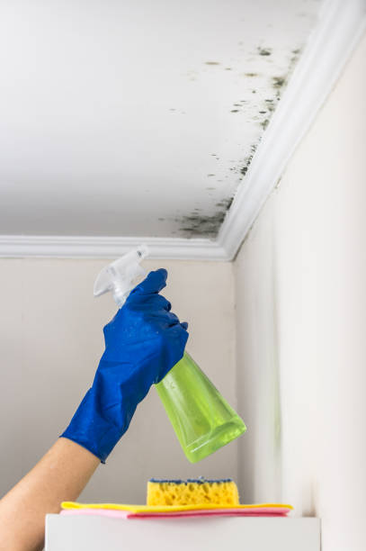 Office Mold Removal Services in Panorama Village, TX